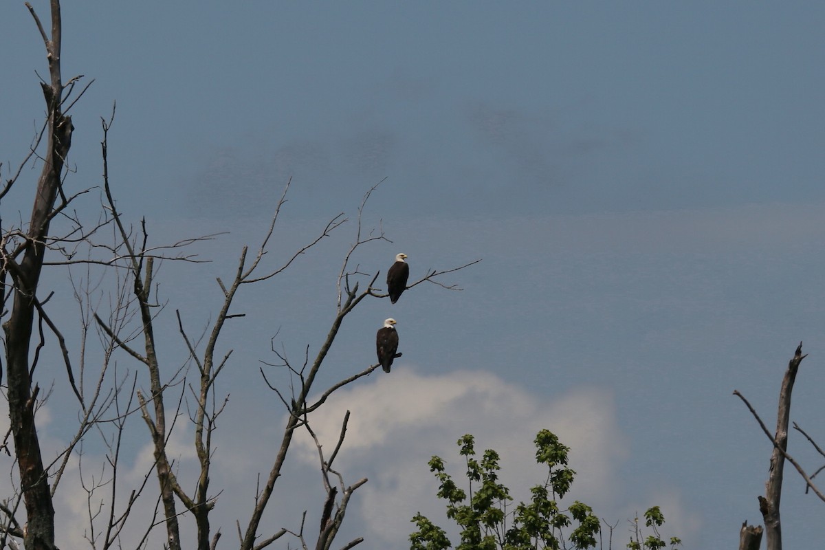Bald Eagle - ML251053171