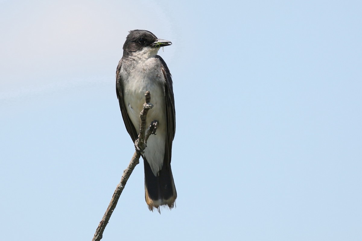 Eastern Kingbird - ML251053231