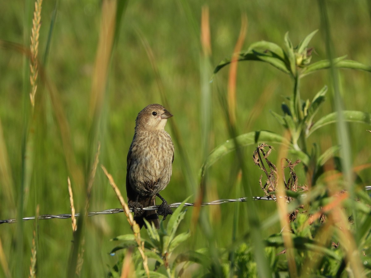 Brown-headed Cowbird - ML251053361