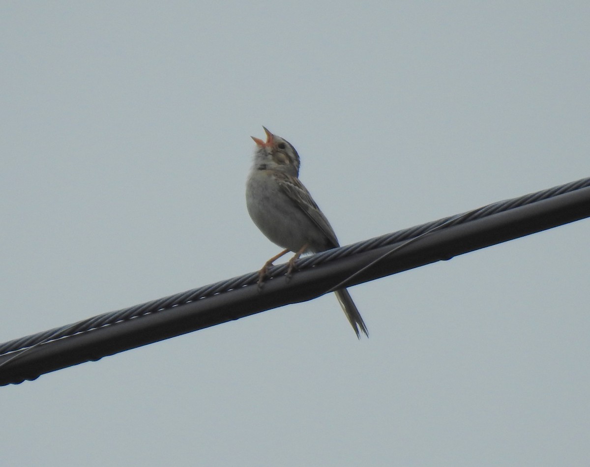 Clay-colored Sparrow - ML251053641