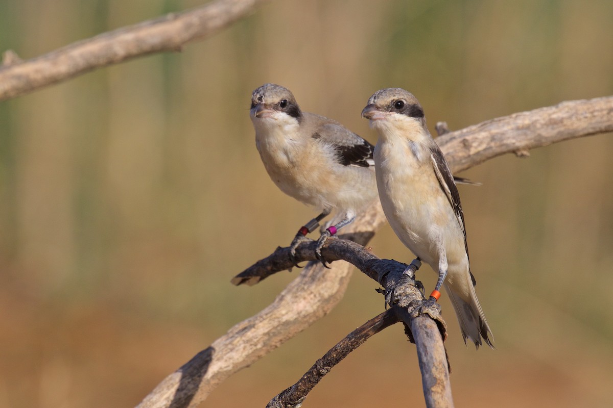 Lesser Gray Shrike - ML251054031