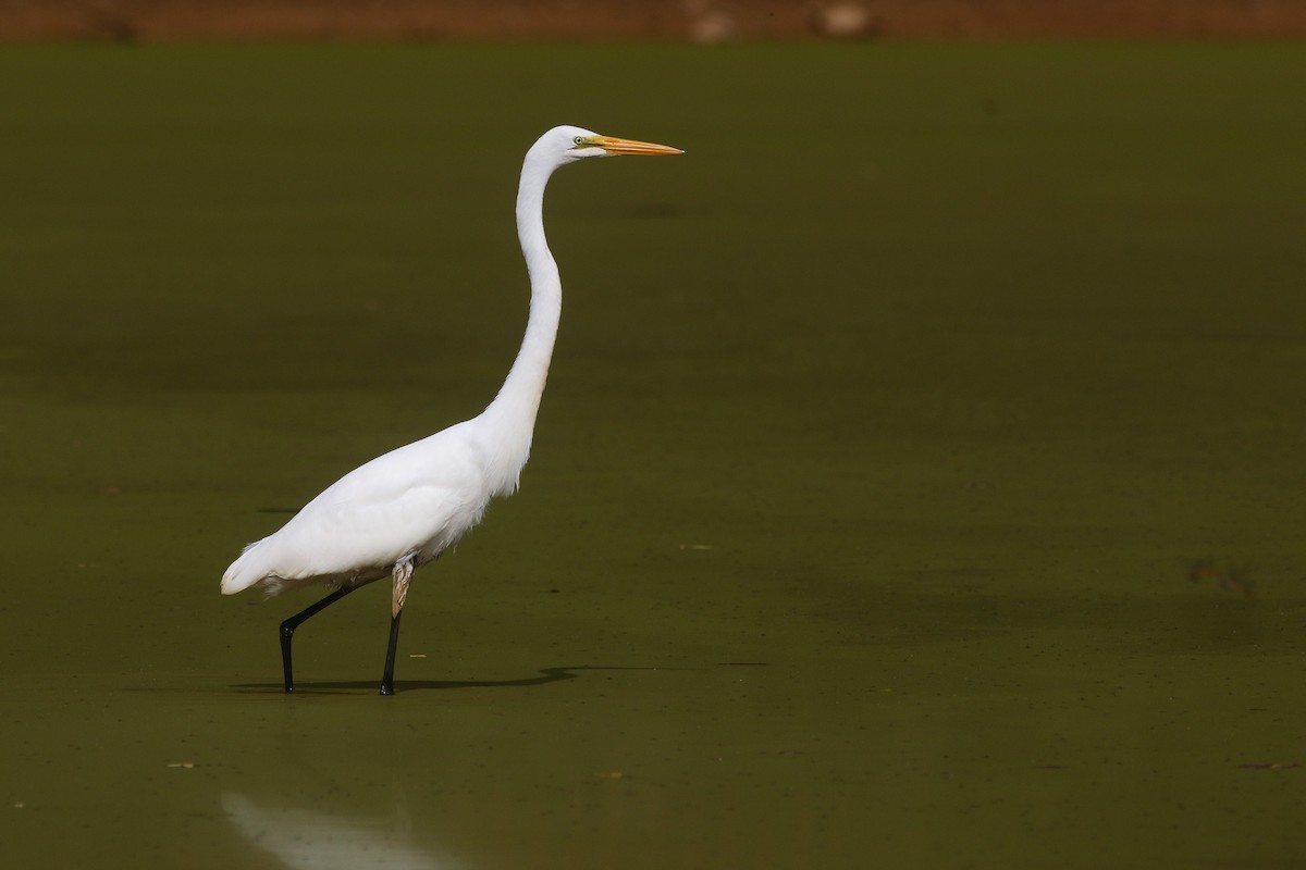 Great Egret - ML251054851