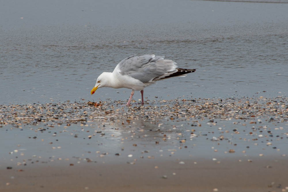 Gaviota Argéntea - ML251055681