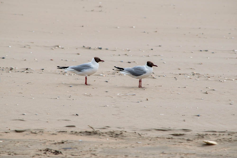 Black-headed Gull - ML251055691