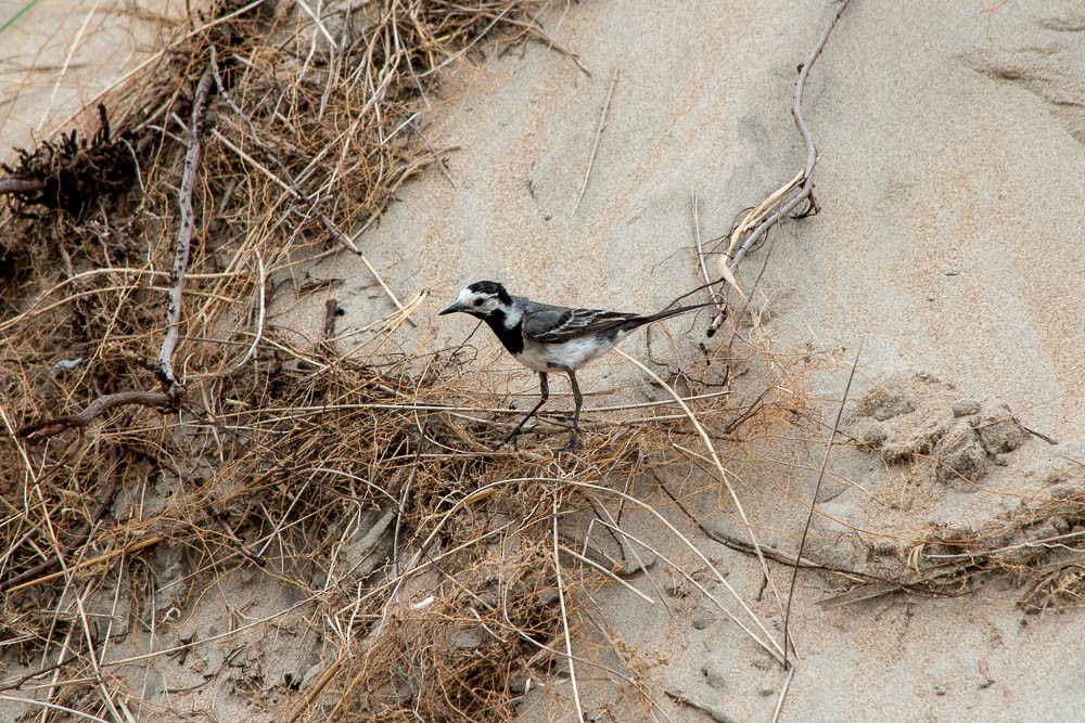 White Wagtail - ML251055721