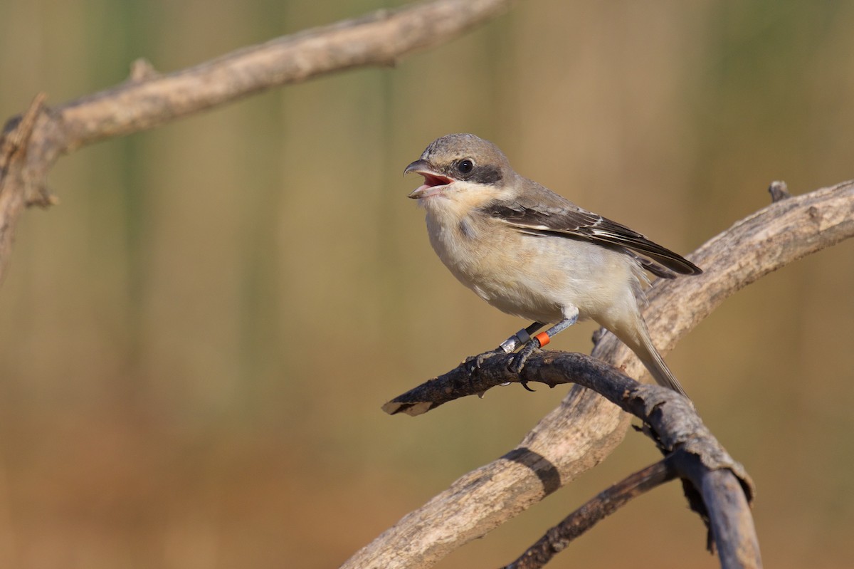 Lesser Gray Shrike - ML251055981