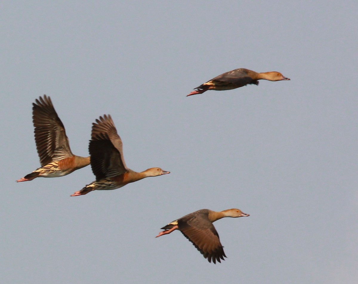 Plumed Whistling-Duck - Dave Czaplak