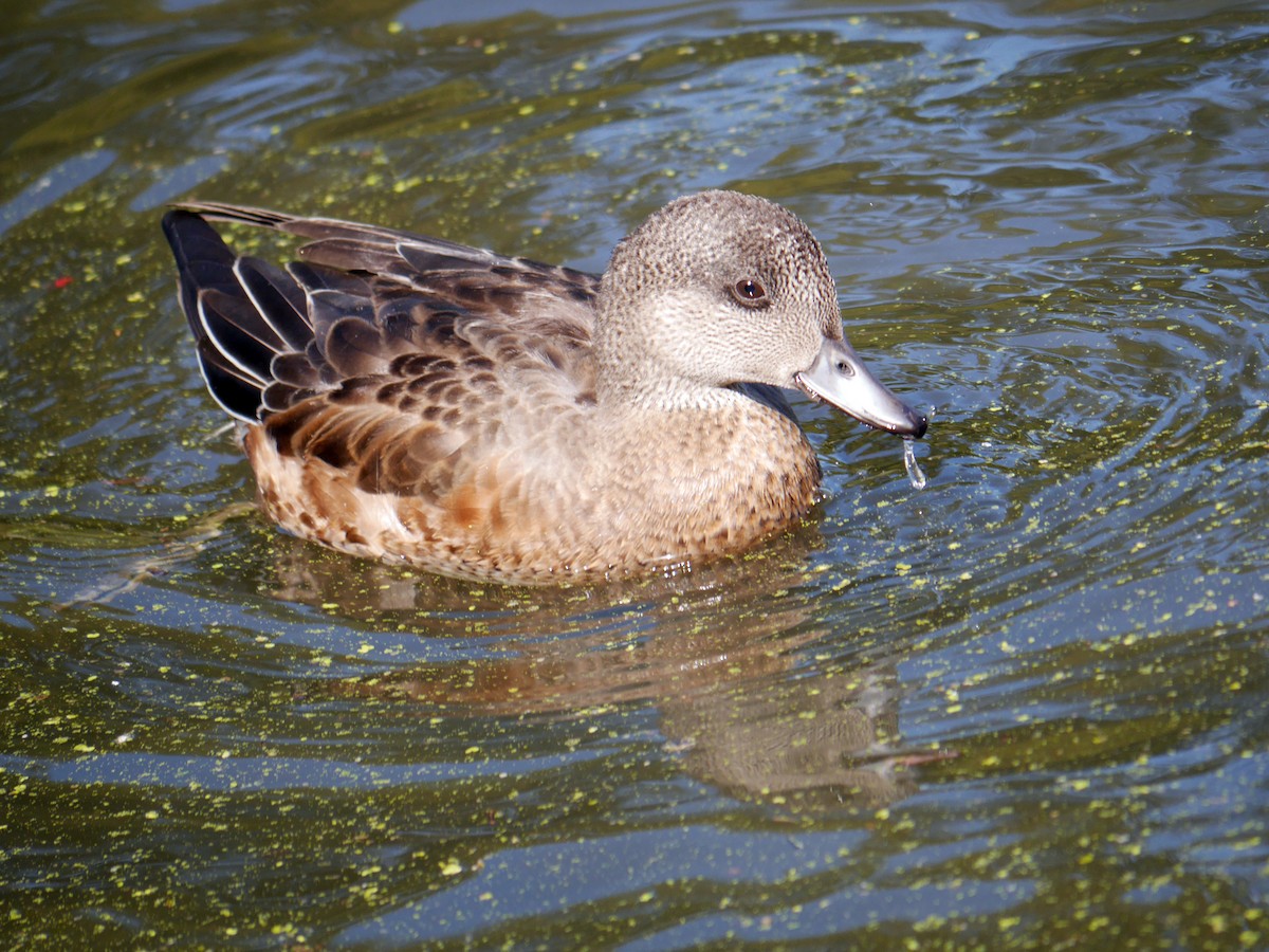 American Wigeon - ML251057771