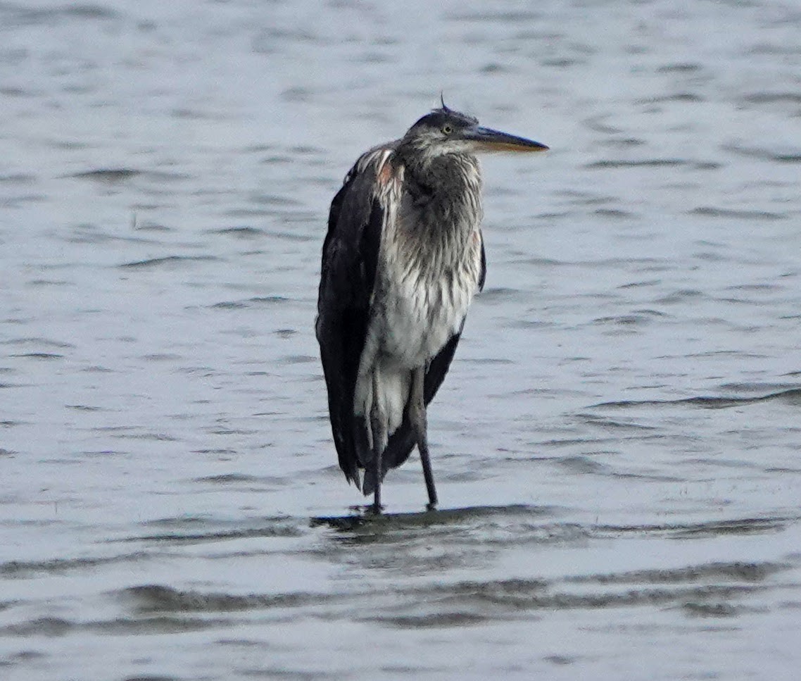 Great Blue Heron - Clem Nilan