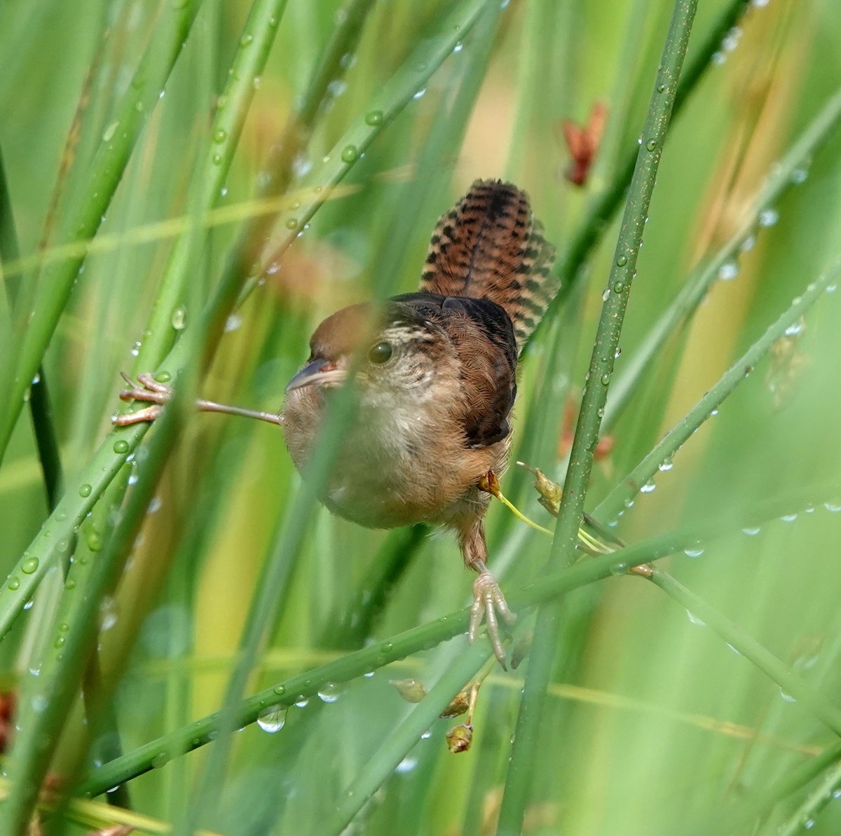 Marsh Wren - Clem Nilan