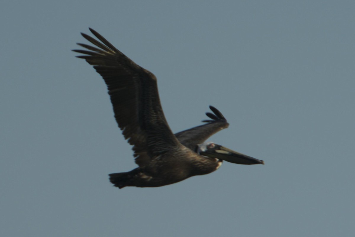 Brown Pelican - ML251058261