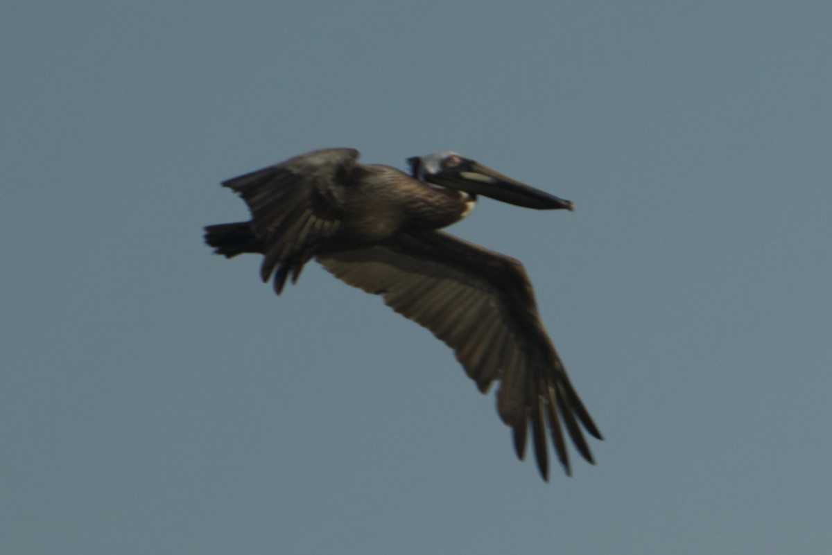 Brown Pelican - ML251058271