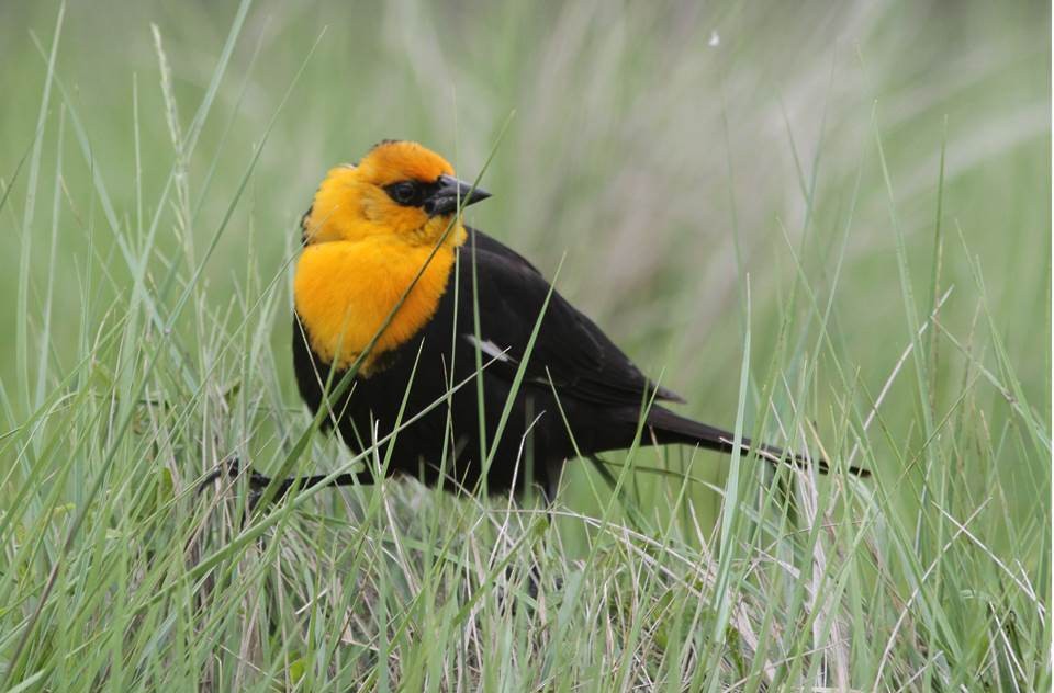 Yellow-headed Blackbird - ML25105881