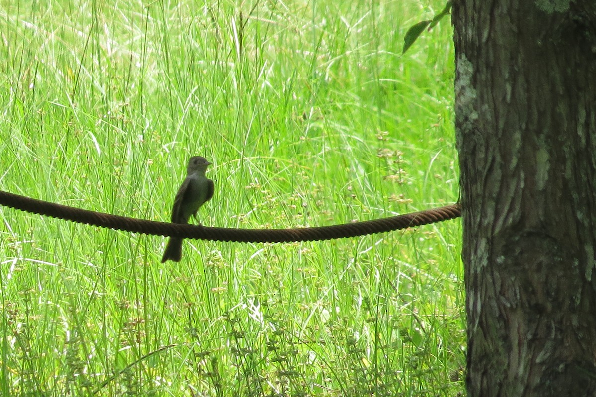 Eastern Wood-Pewee - ML251060101