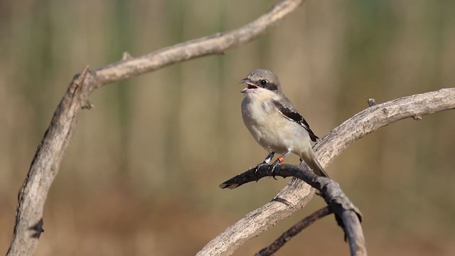 Lesser Gray Shrike - ML251060721