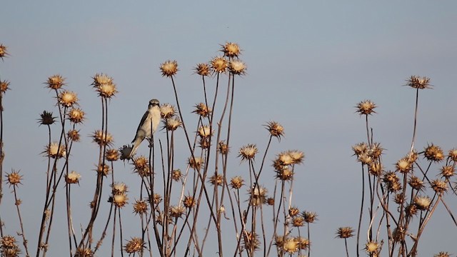 Lesser Gray Shrike - ML251061671