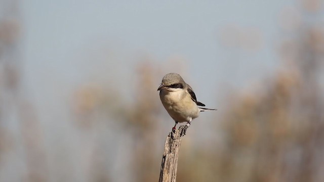 Schwarzstirnwürger - ML251062051