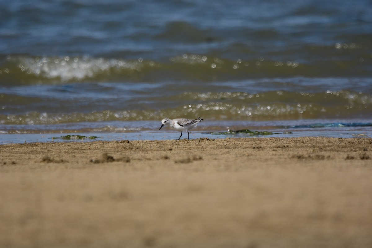 Sanderling - ML251062301