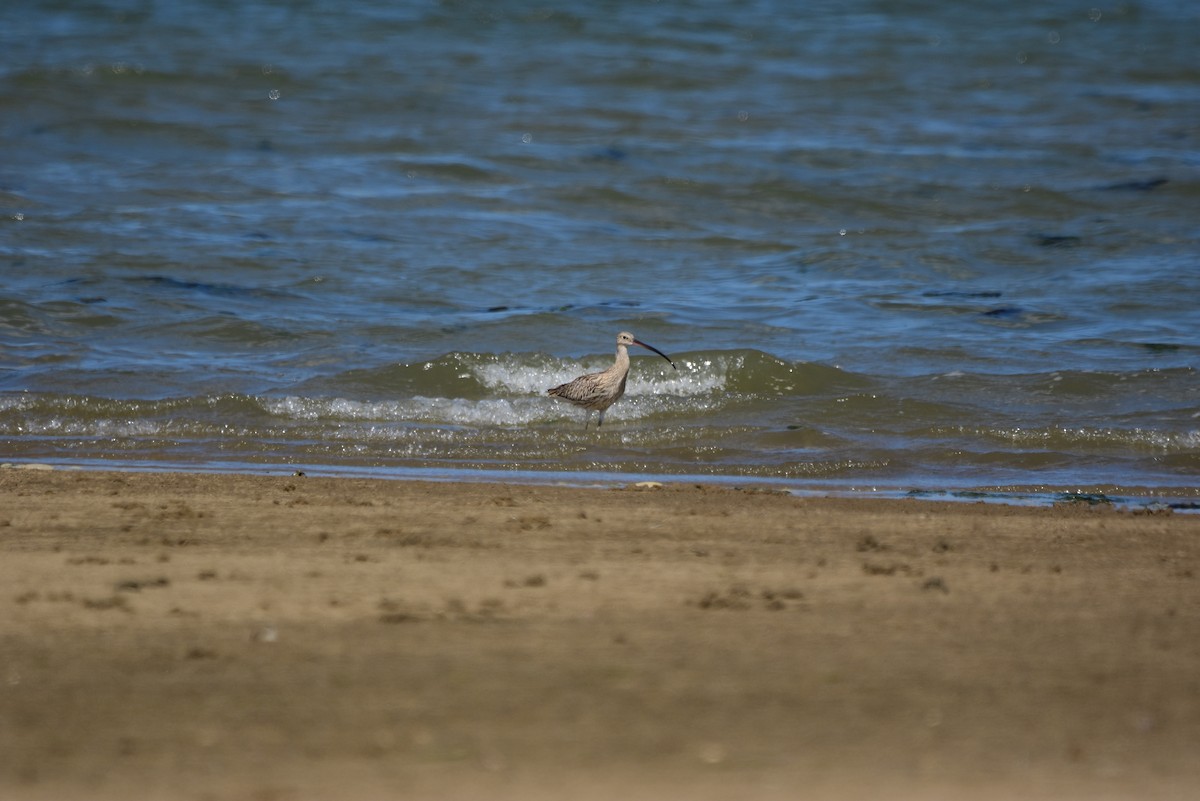 Eurasian Curlew - ML251062521
