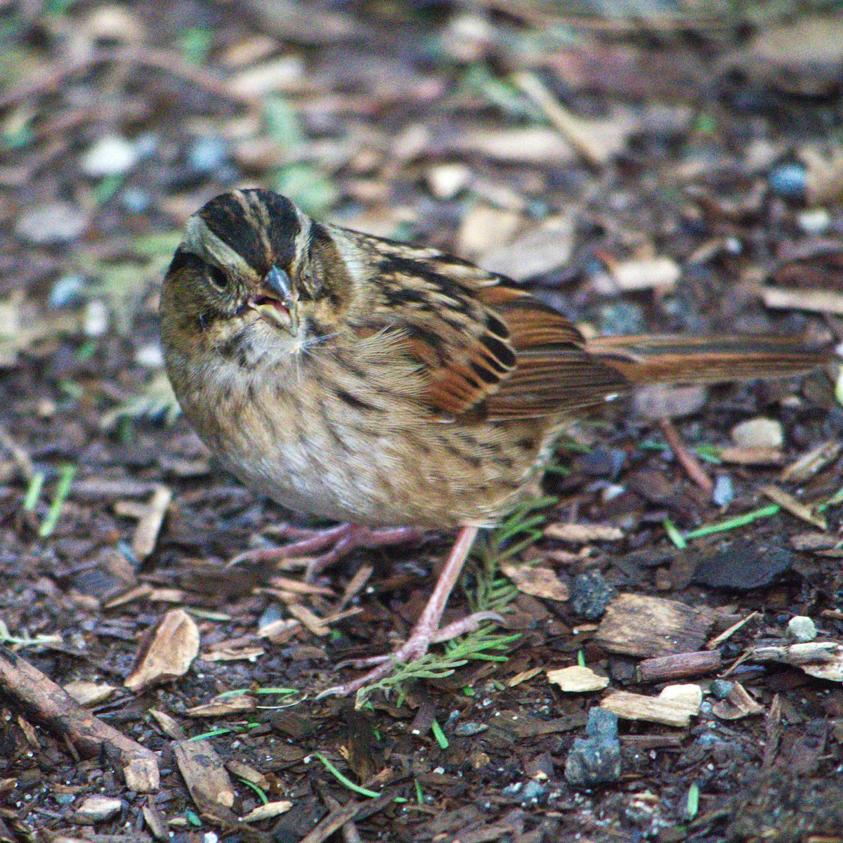 Swamp Sparrow - ML251062651