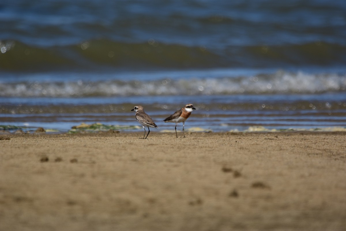Tibetan Sand-Plover - ML251063001