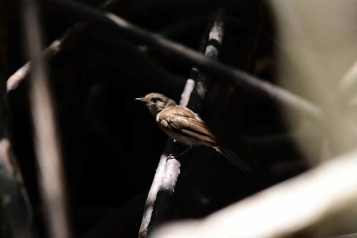 Mangrove Whistler - ML251063061