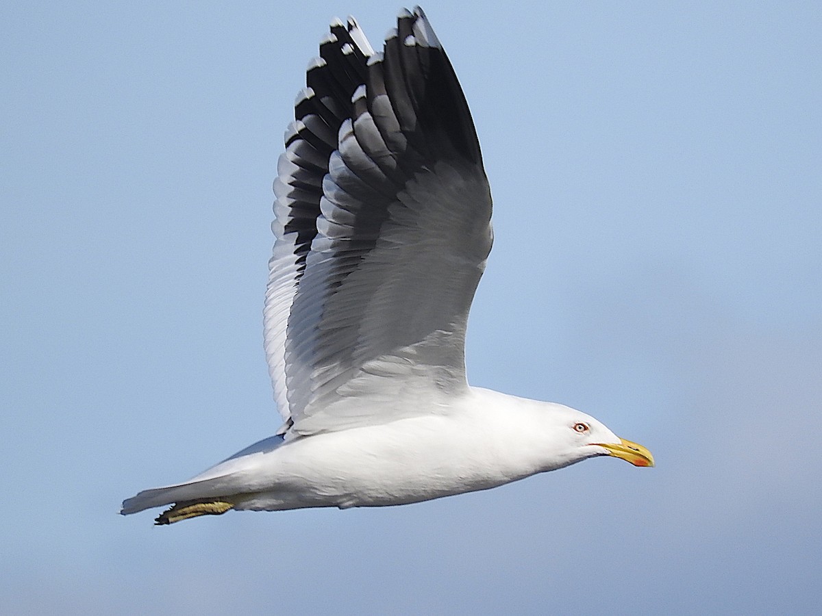 Kelp Gull - George Vaughan