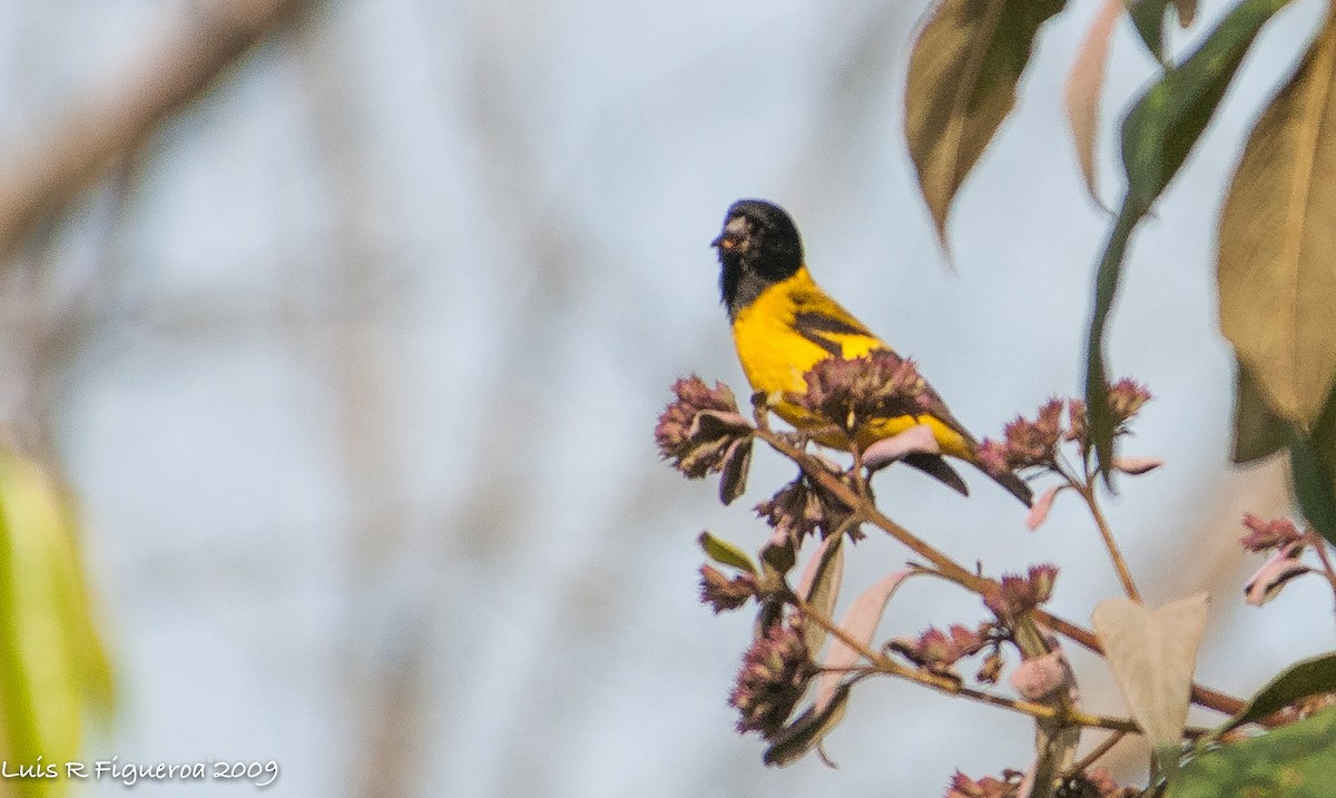 Hooded Siskin - ML251064751