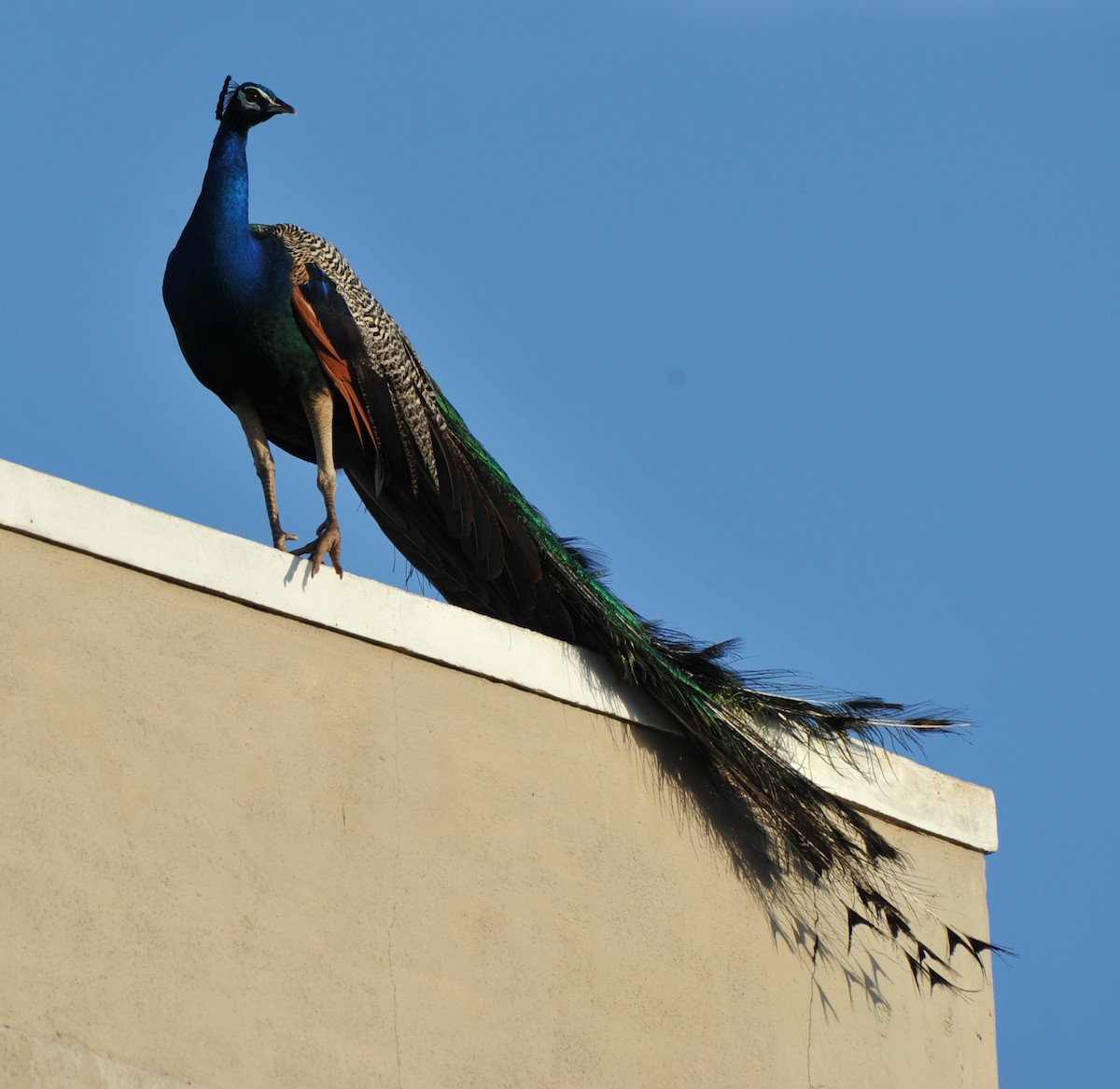 Indian Peafowl - ML251064761