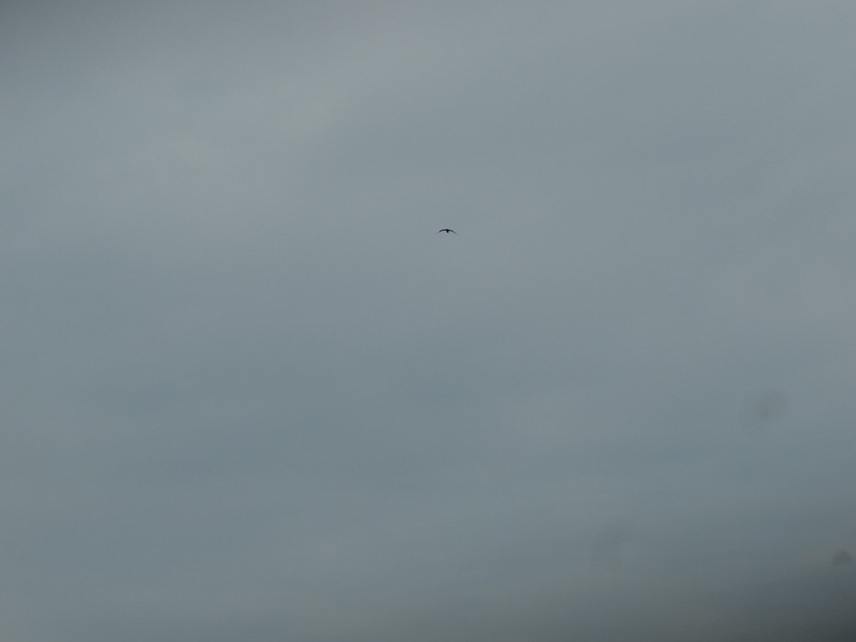 gull sp. - ML251065391