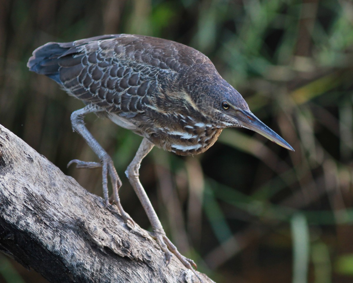 Black Bittern - Dave Czaplak