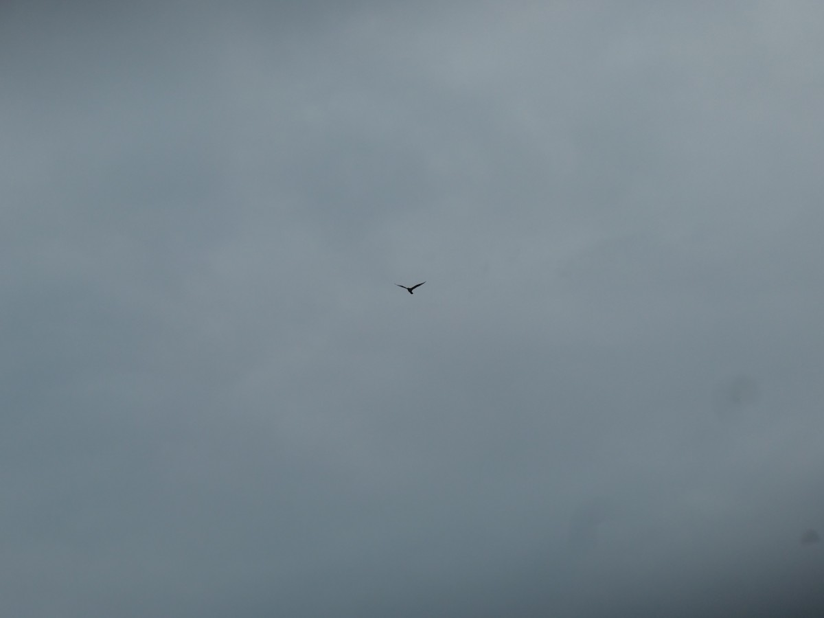 gull sp. - ML251065431