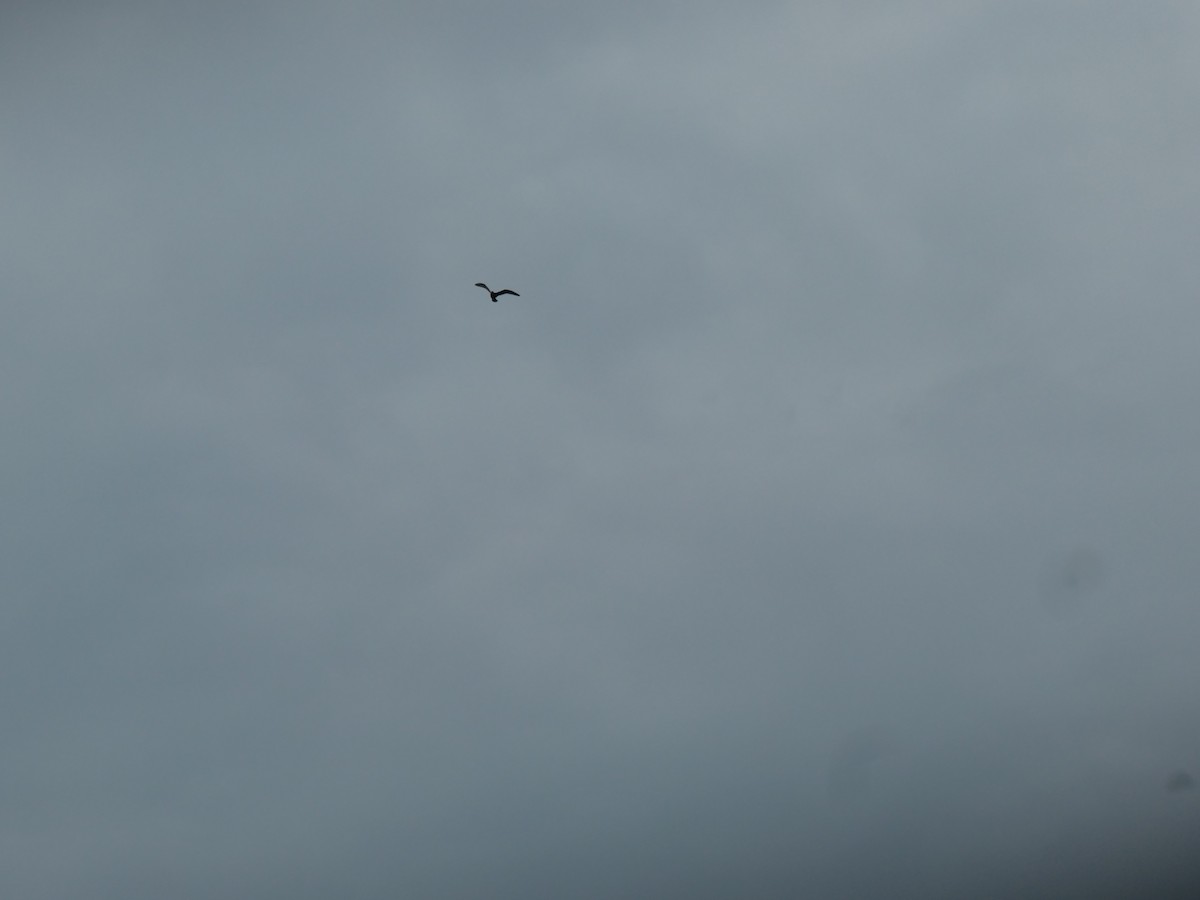 gull sp. - ML251065441