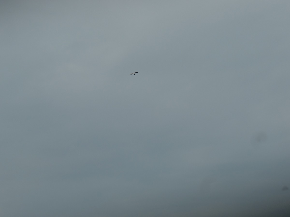 gull sp. - ML251065491