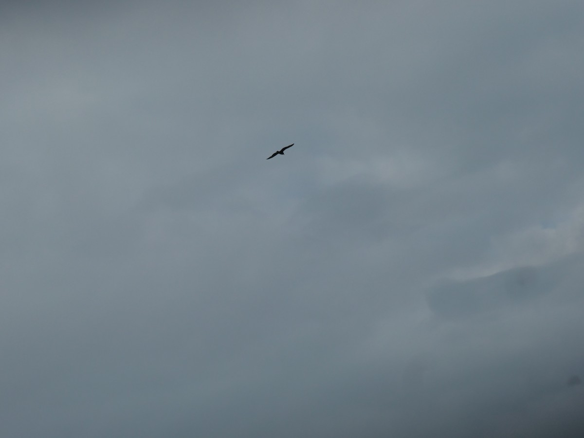 gull sp. - ML251065501