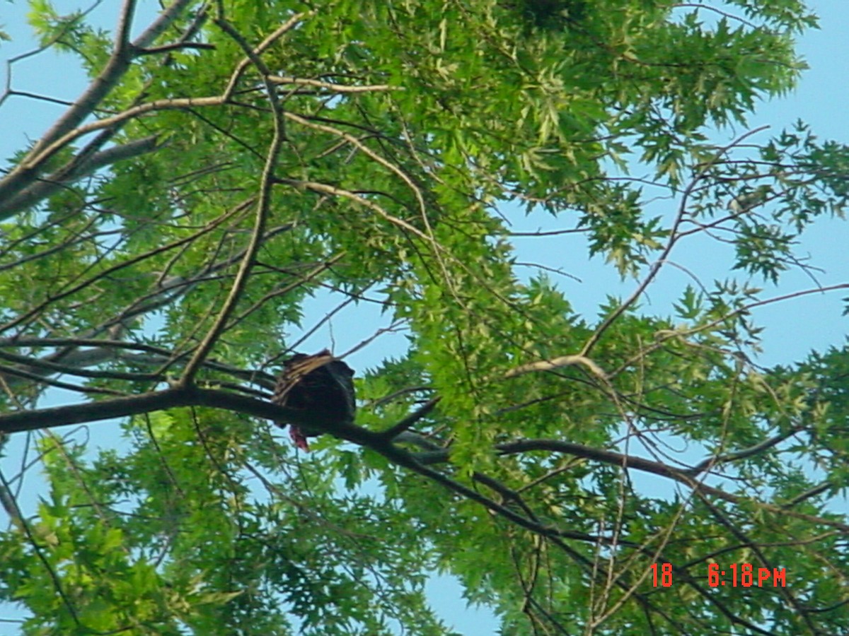 Turkey Vulture - ML25106551