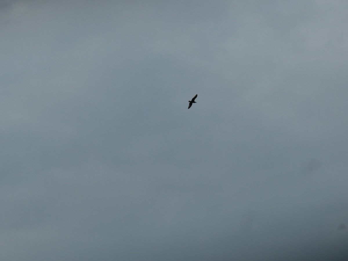 gull sp. - ML251065531