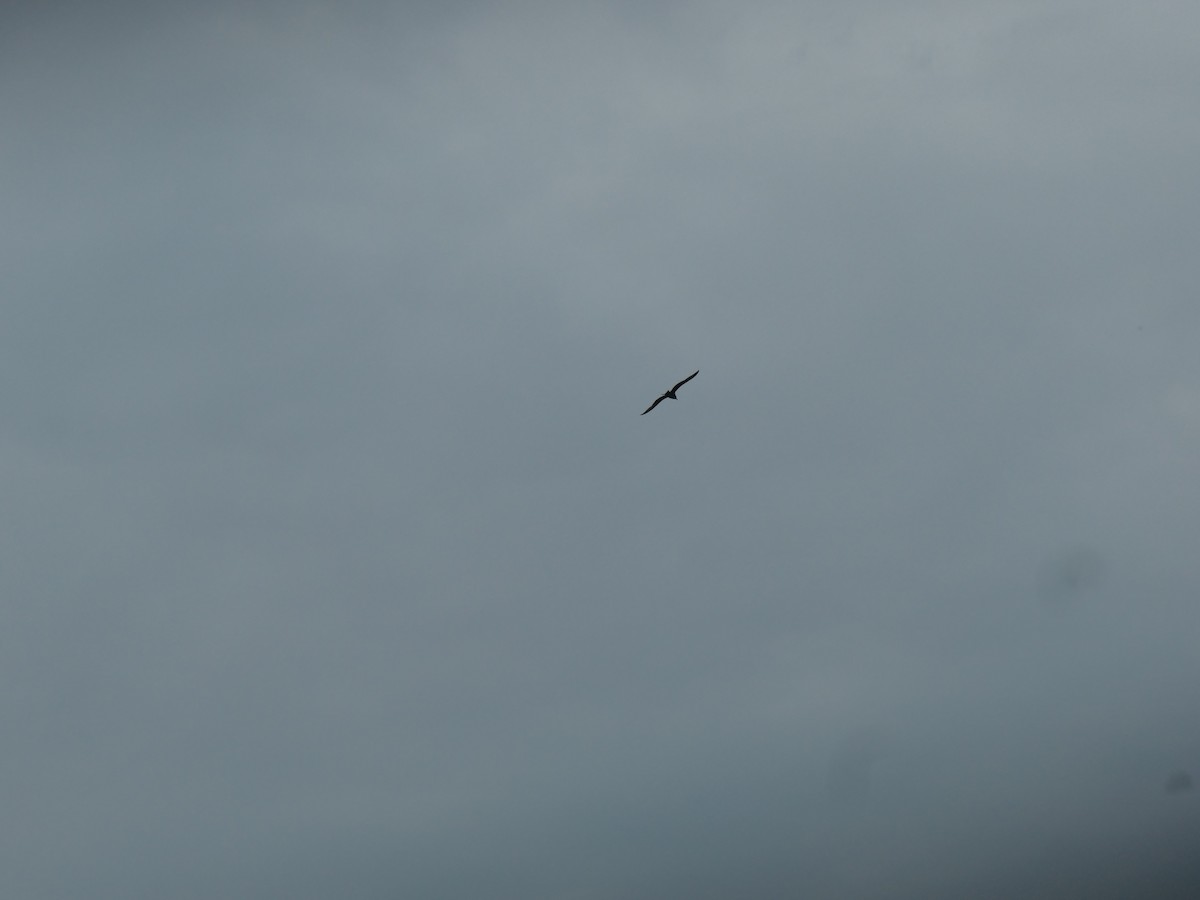 gull sp. - ML251065541