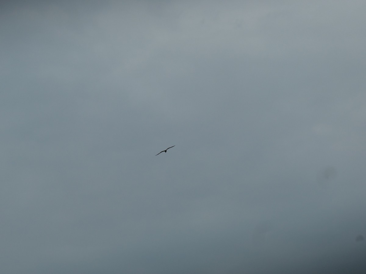 gull sp. - ML251065561