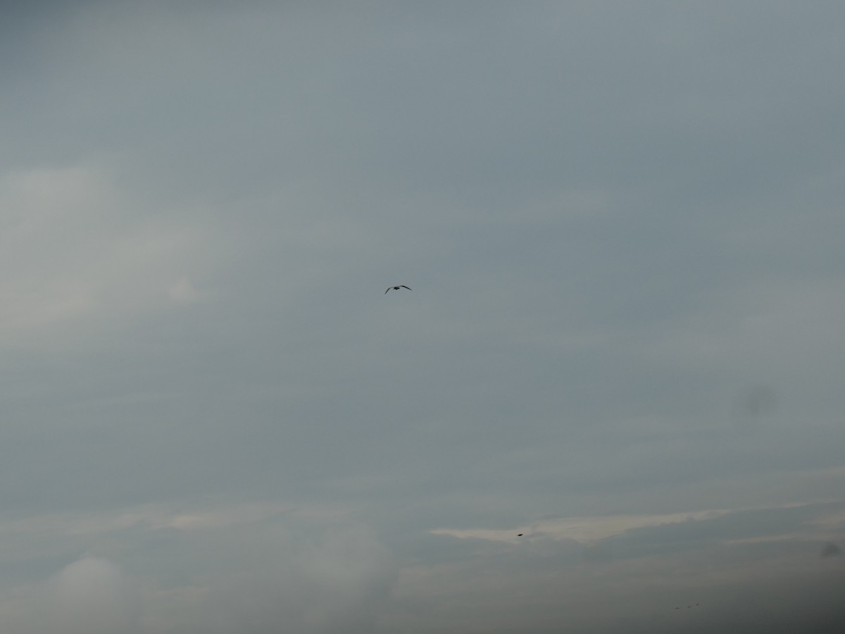 gull sp. - ML251065571