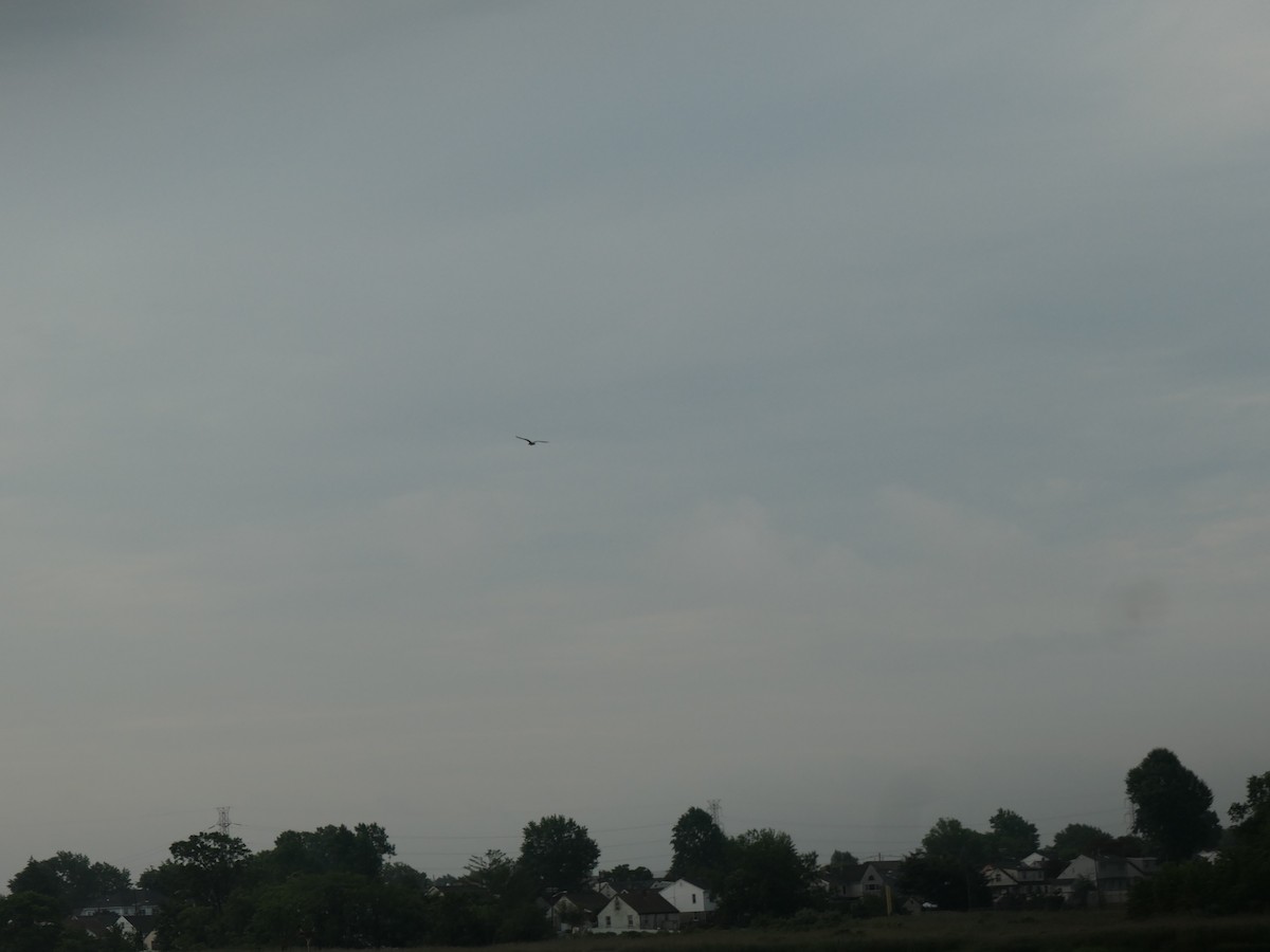 gull sp. - ML251065581