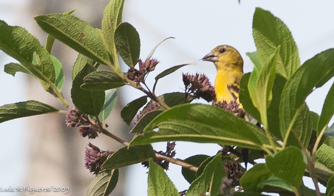 Hooded Siskin - ML251065691