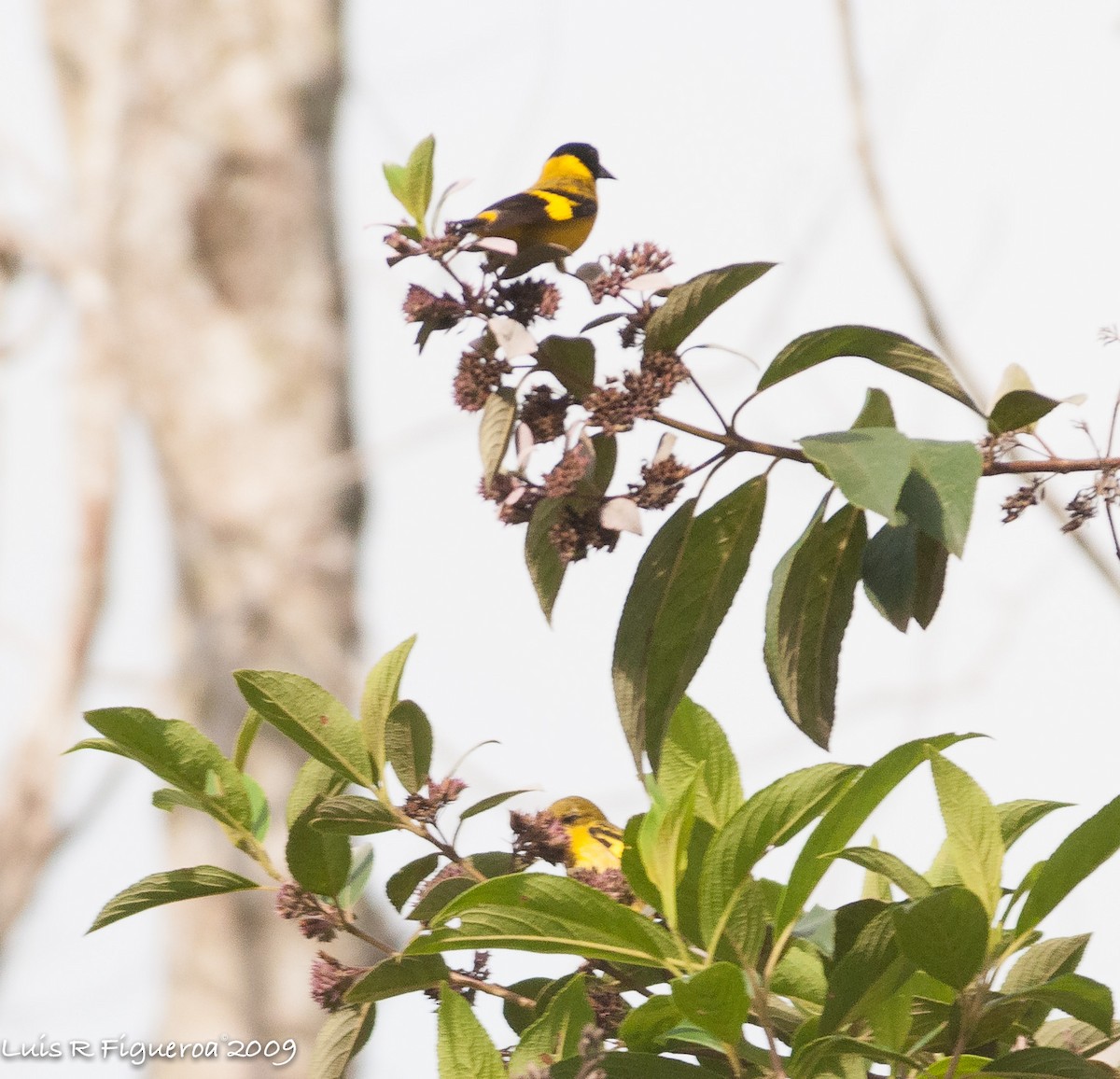 Hooded Siskin - Luis R Figueroa