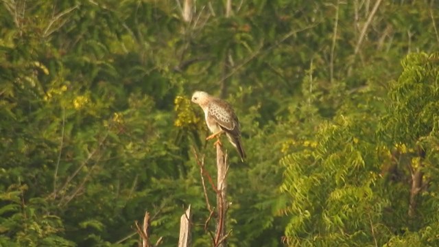 Weißaugenbussard - ML251065821