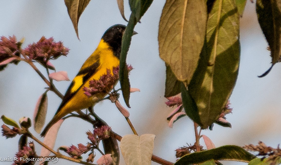 Hooded Siskin - ML251067151