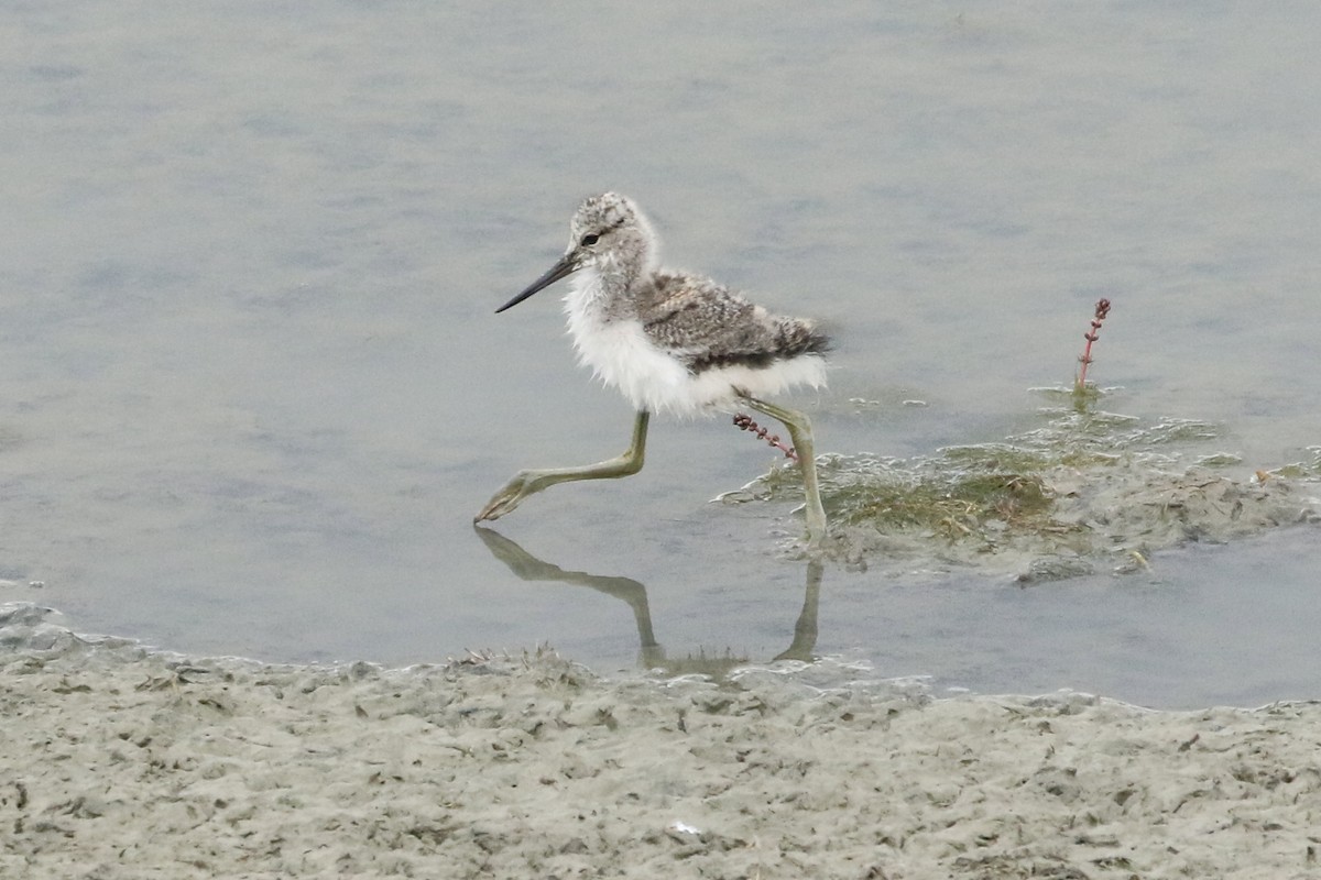 Avoceta Americana - ML251067391