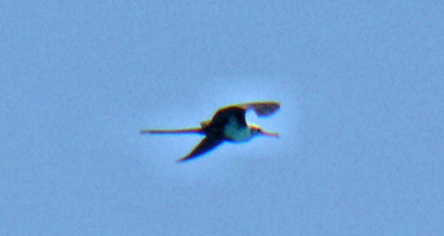 Lesser Frigatebird - ML251067991