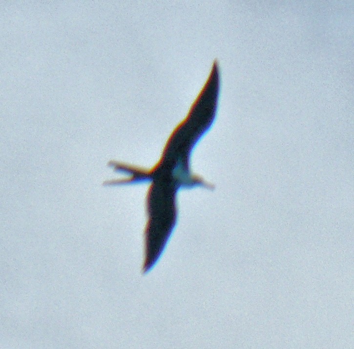 Lesser Frigatebird - ML251068011