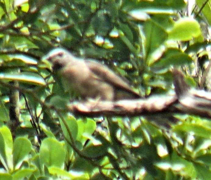 Brush Cuckoo - Doug Wassmer