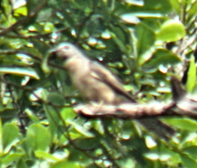 Brush Cuckoo - ML251070271